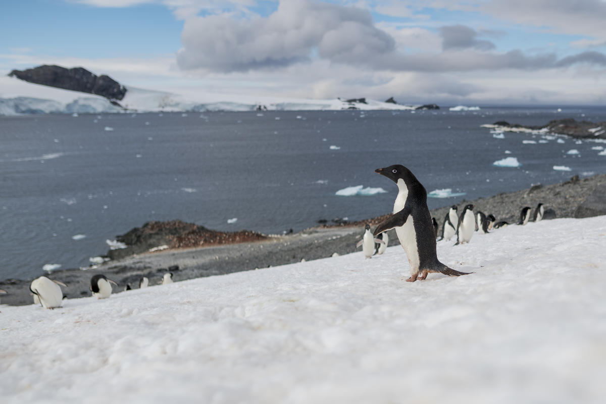 希望灣孕育了南極其中一個最龐大的阿德利企鵝族群。 © Christian Åslund / Greenpeace