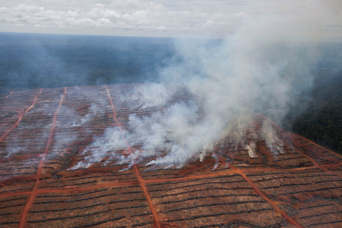 綠色和平調查團隊2013年實地見證，Korindo其中一片特許經營地冒起白煙，疑與人為點火清空森林有關。 © Ardiles Rante / Greenpeace