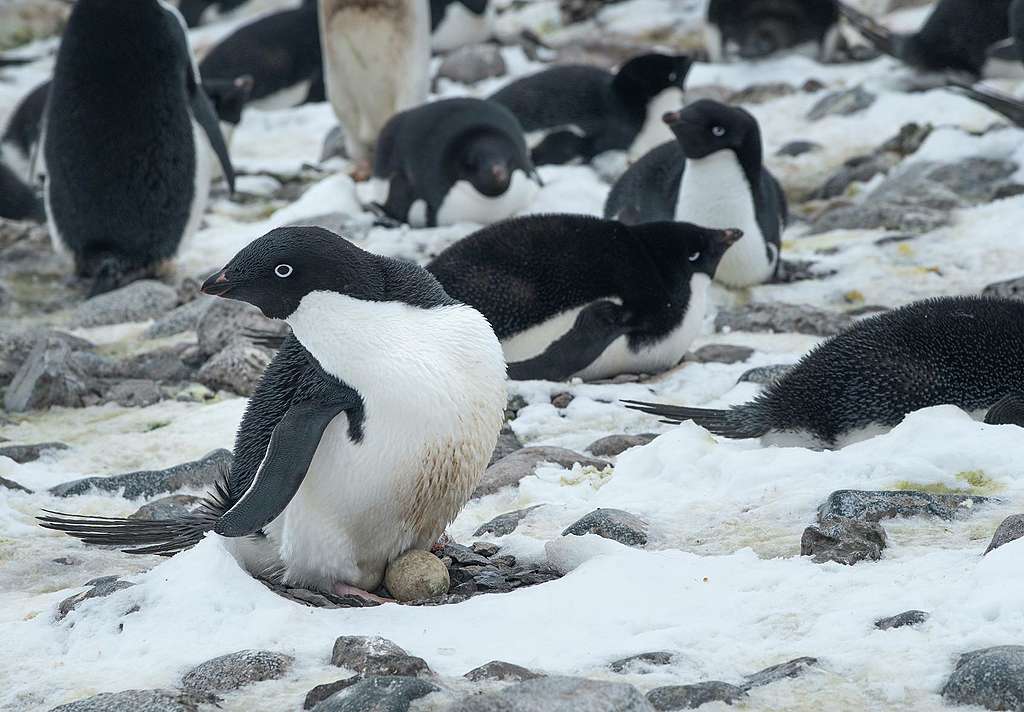 在粉紅雪藻和綠雪藻中築巢孵蛋的阿德利企鵝（Adelie Penguin），需要差不多一個月的時間才能成功孵化全黑的小阿德利企鵝。© Eric Wong / Greenpeace