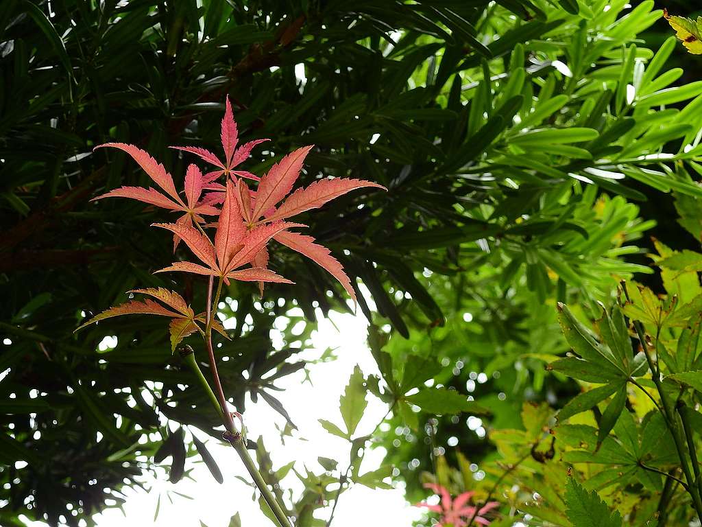 喜歡到日本、韓國賞楓的朋友，或者會認得雞爪槭，這種原生於日本的楓樹，葉片明顯五裂。香港的公園也找到園藝品種。© helen yip
