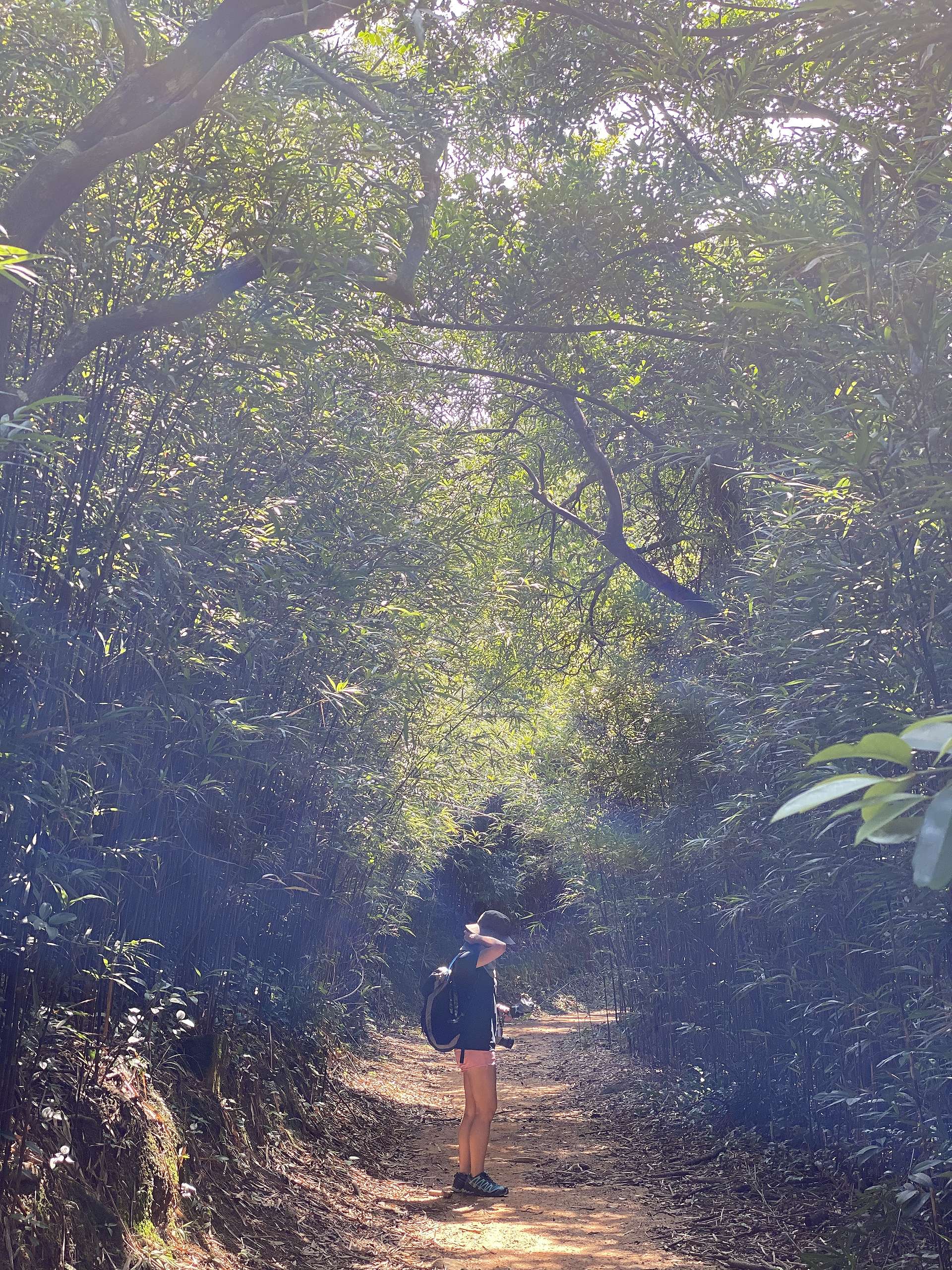 接上山徑後會經過一片小竹林，感覺清幽。© 香港山女