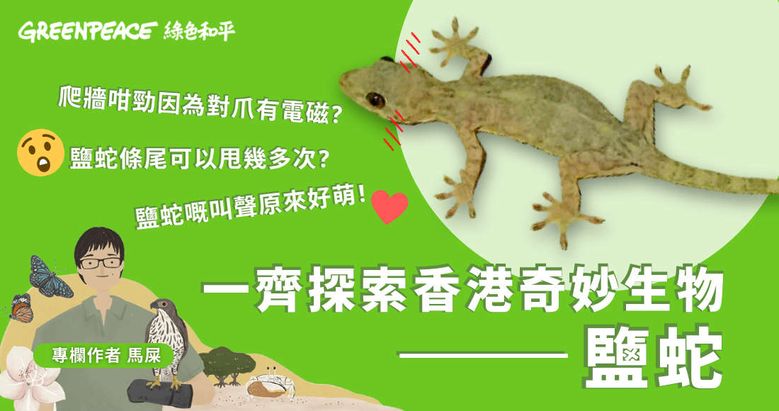 動物傳心師 鹽蛇不是蛇 Greenpeace 綠色和平 香港