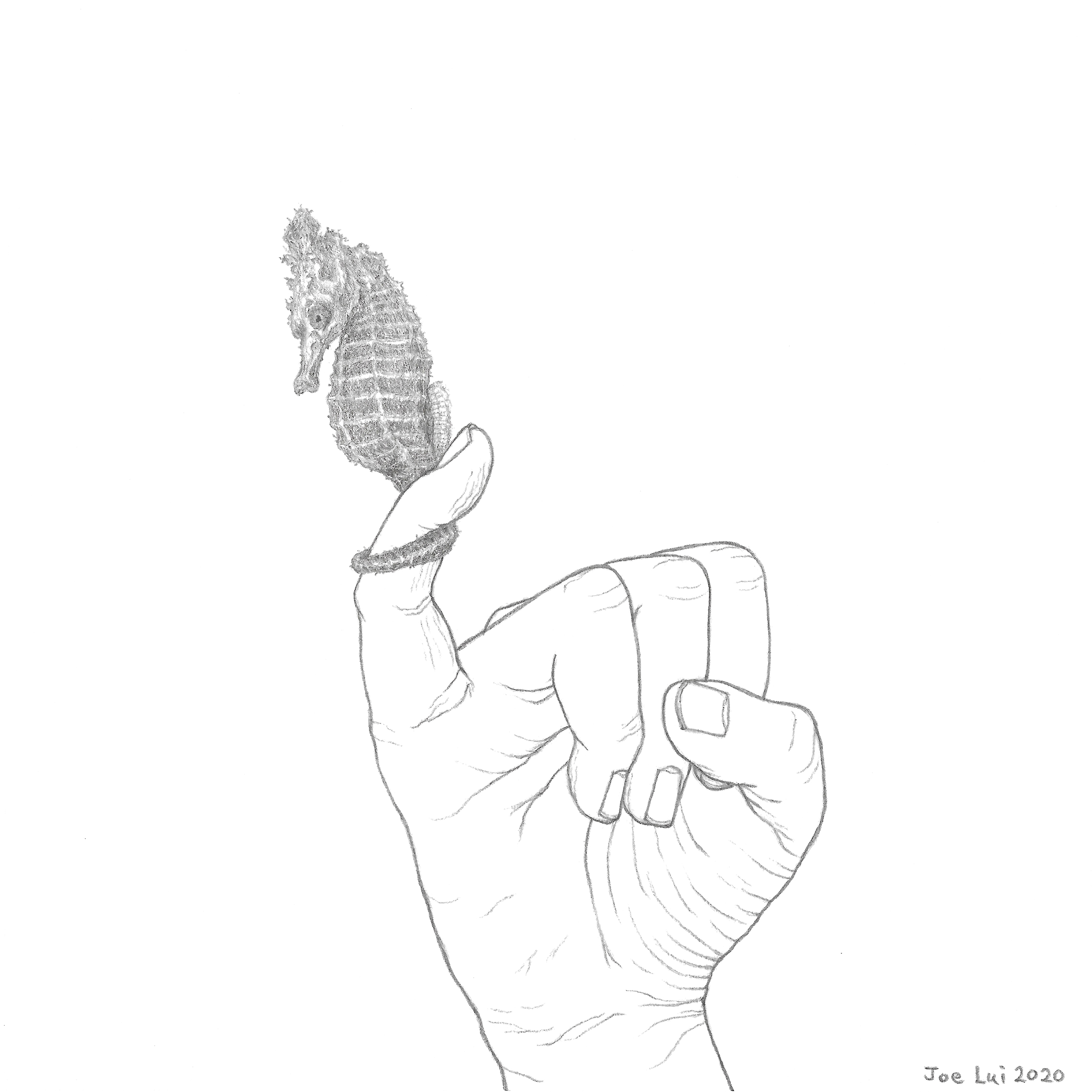 【手上留情】管海馬 ©呂朗