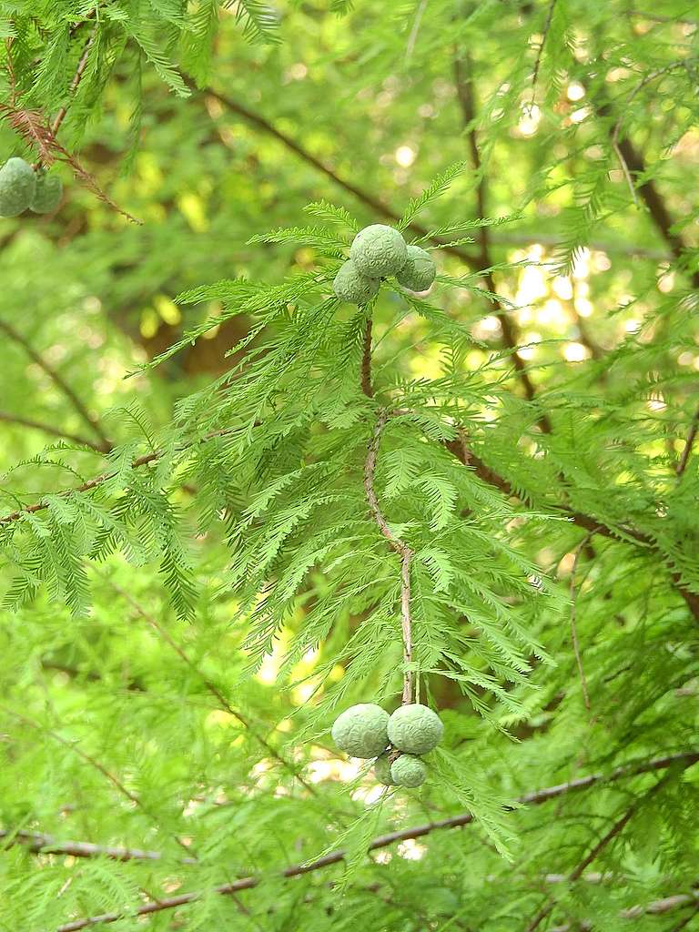 其實春夏天綠毛毛的落羽杉，又是另一番美態。© helen yip