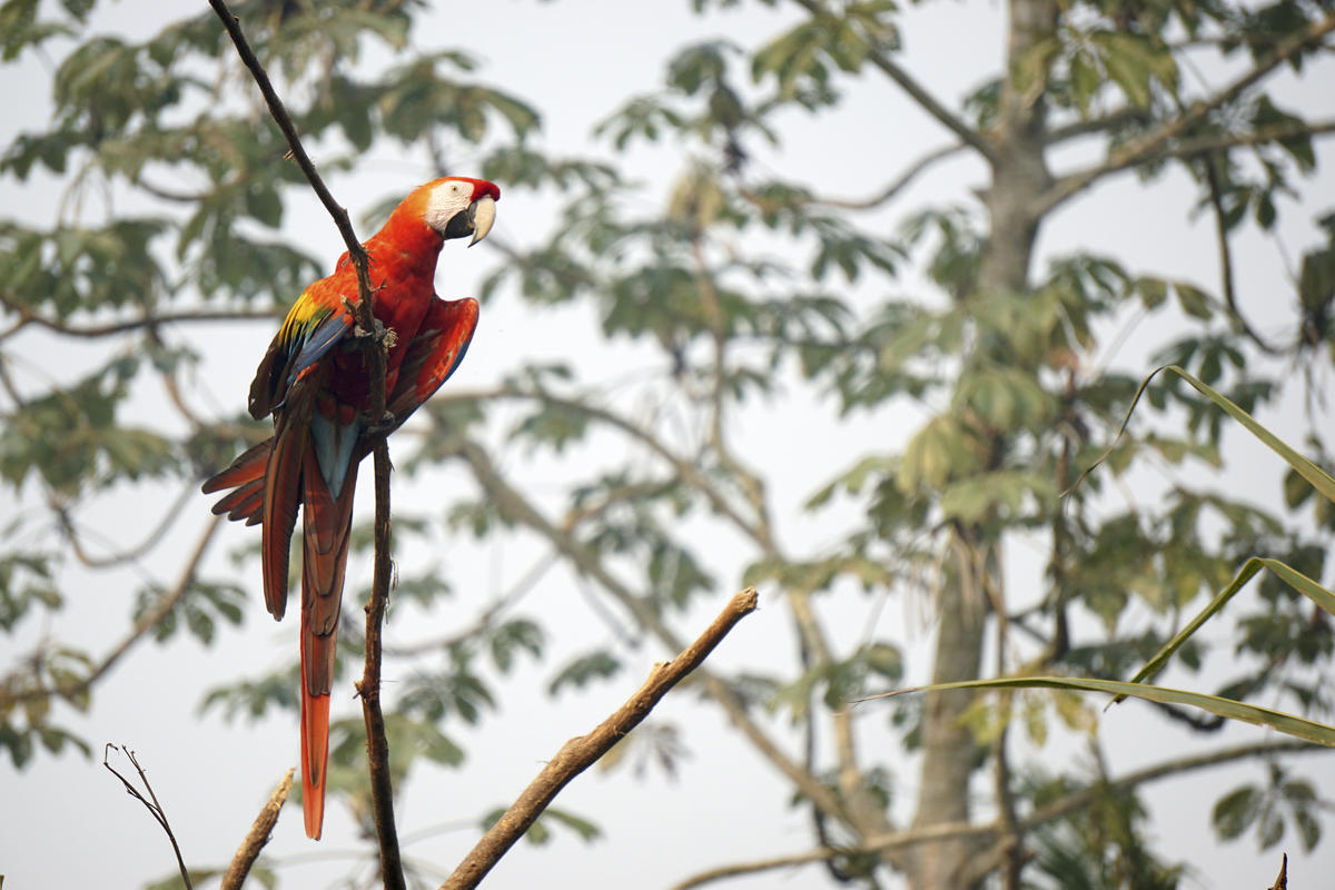 緋紅金剛鸚鵡（學名Ara macao）棲息在Karipuna原住民土地上。© Rogério Assis / Greenpeace