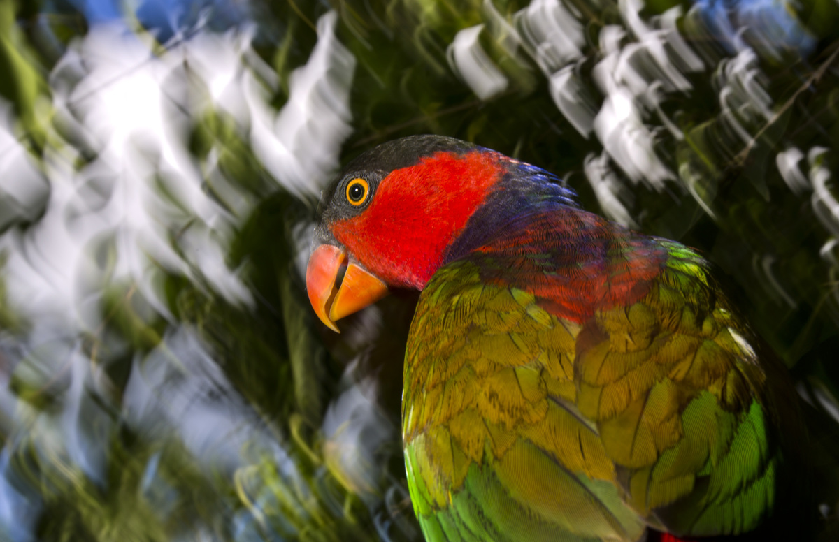 黑頂吸蜜鸚鵡（black-capped lory）擁有豔麗如調色盤的羽毛，亦是云云棲息巴布亞雨林的珍貴雀鳥之一。 © Paul Hilton / Greenpeace