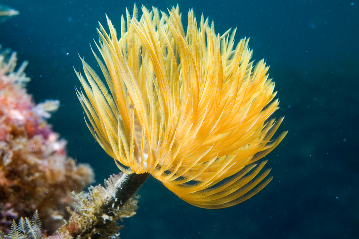 螺旋管蠕蟲（Spiral Tube Worms）平日「花枝招展」，遇上威脅時即可收縮管內保平安。 © Greenpeace / Gavin Newman