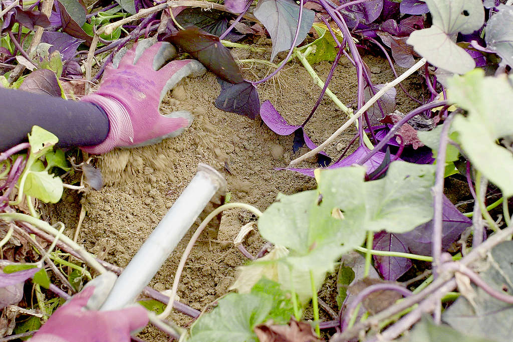 平日家中的「菜頭菜尾」可以用作堆肥回饋土地。在這個高樓處處的城市，依然有人以雙手復育泥土，與之共榮共生，守住被邊緣化的一片樂土。© Greenpeace