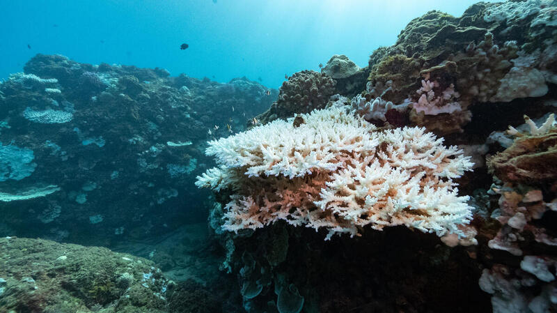 珊瑚因海水溫度及熱應力提高而受害。 © Lion Yang / Greenpeace