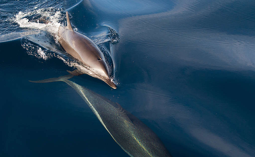 Spinner Dolphin in Indonesia. © Paul Hilton