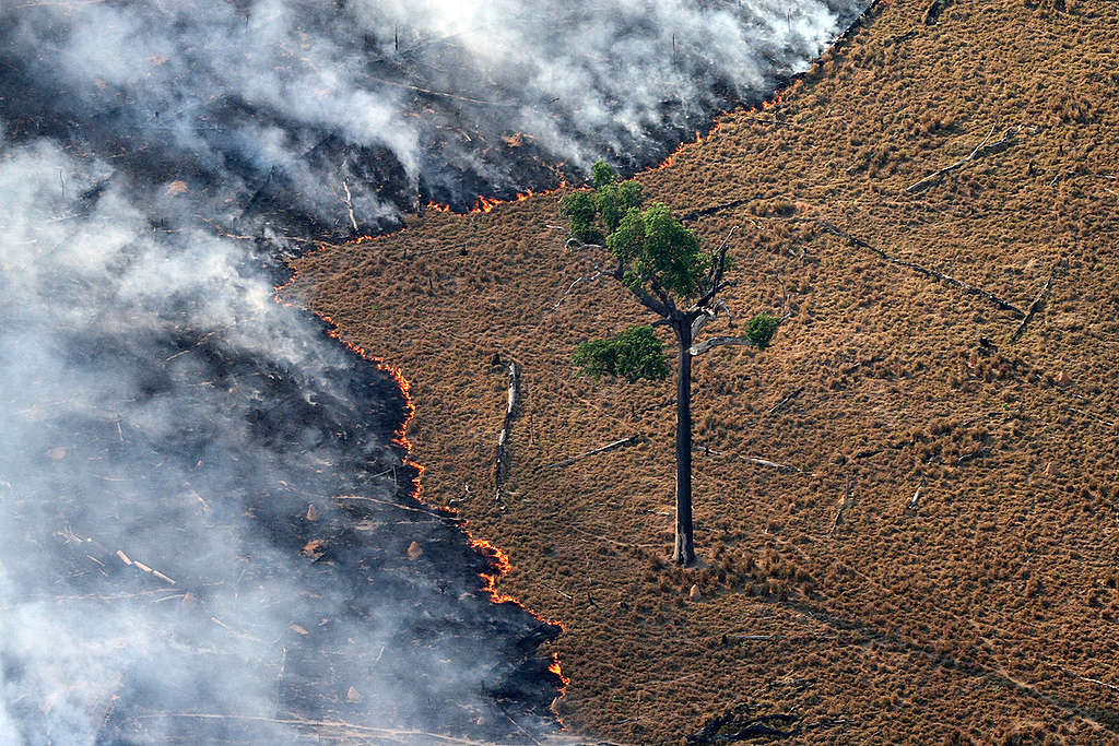 Burning Pasture in Amazon. © Greenpeace / Rodrigo Baléia Burning Pasture in Amazon. © Greenpeace / Rodrigo Baléia