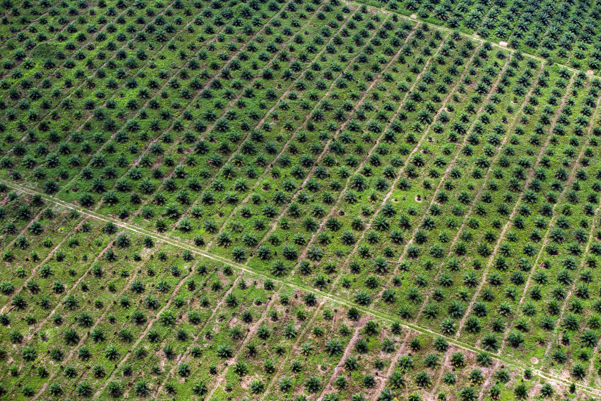 Pálmaolaj-ültetvény Kongóban. © Daniel Beltrá / Greenpeace