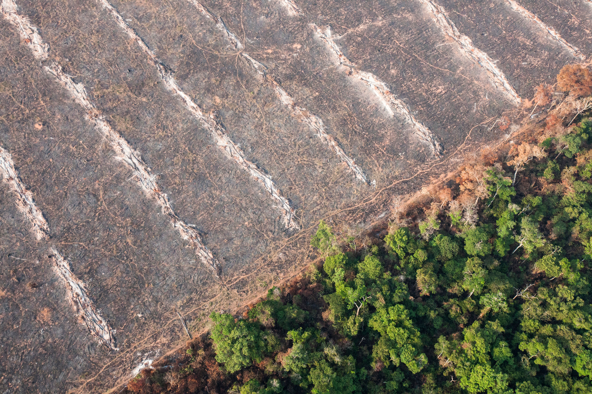 Erdőirtás Mato Grosso-ban. © Paulo Pereira / Greenpeace