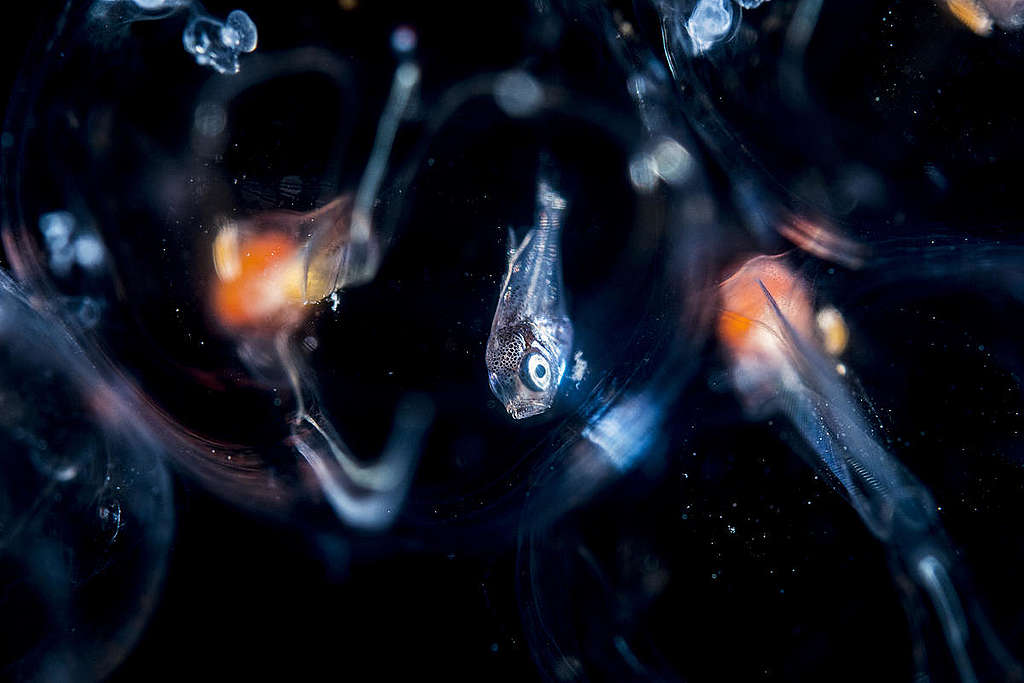 Fish in the Sargasso Sea. © Shane Gross / Greenpeace