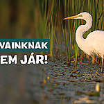 Greenpeace Hungary challenges in court the huge investment destroying nature at Lake Fertő