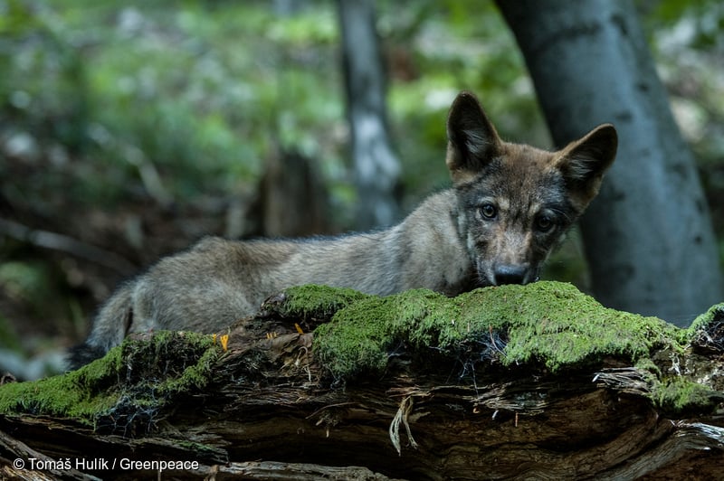 Farkasokkal egészségesebb lenne az erdők élővilága - Greenpeace