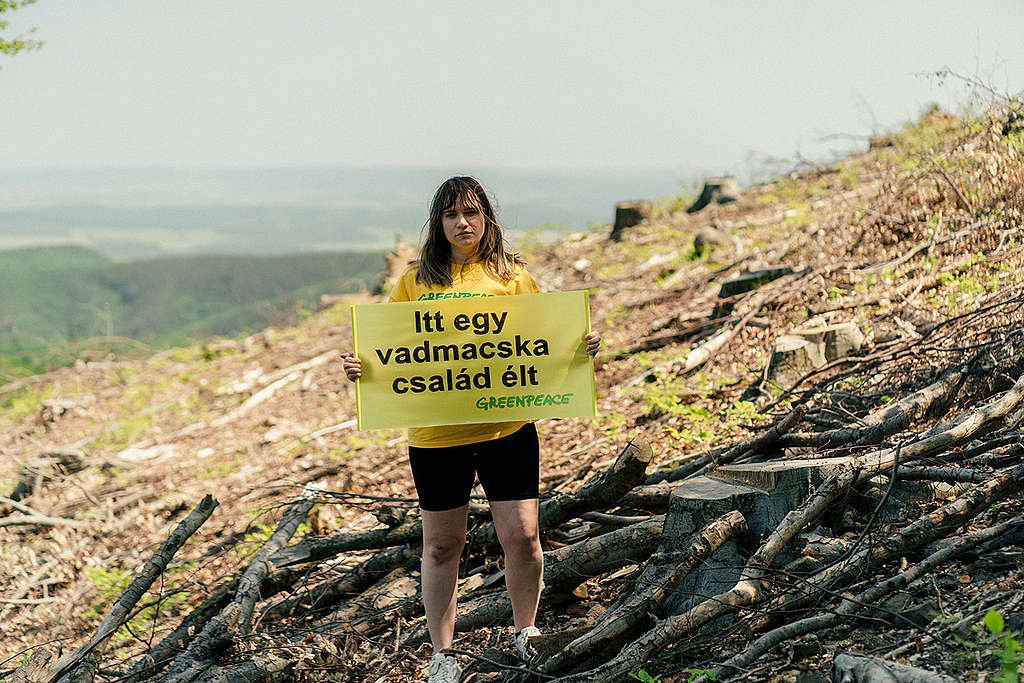 Magyarországra ért a Greenpeace Kárpátok erdeinek védelméért indult expedíciója