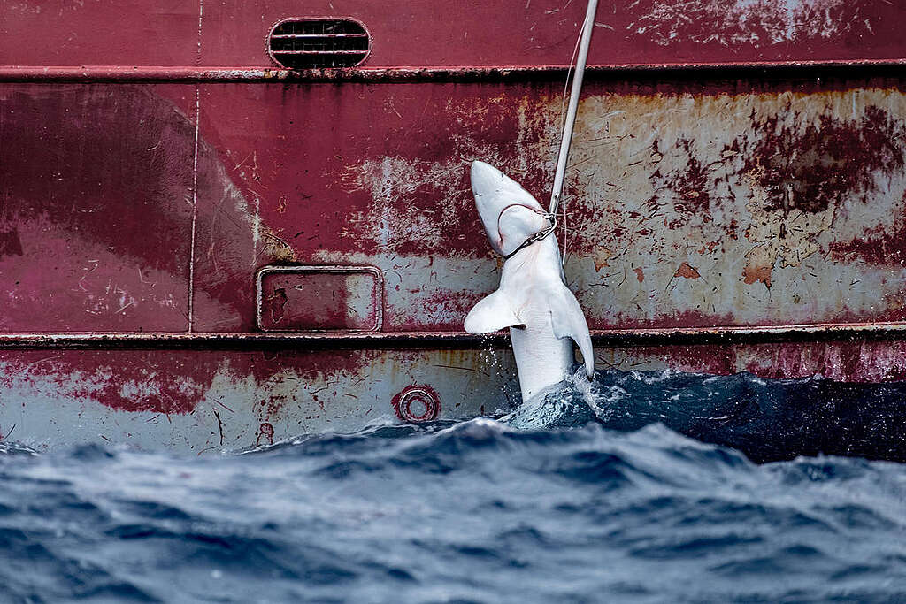  © Tommy Trenchard / Greenpeace