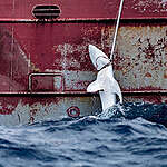 Spanish Longliner Nuevo Zumaya in the Atlantic Ocean. © Tommy Trenchard / Greenpeace