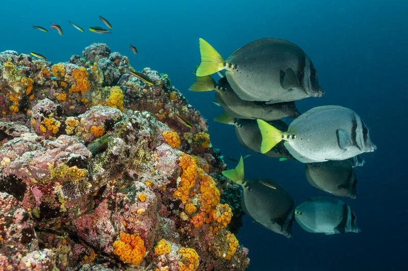 Képek Markus Mauthe Galápagos-szigeteki útjáról, amely a The Climate Turning Points című világméretű projekt része. Víz alatti képek, Isabela-sziget, sárgafarkú tüskéshal,