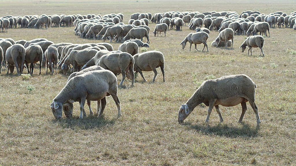 Legelő-birkák Legelő-birkák