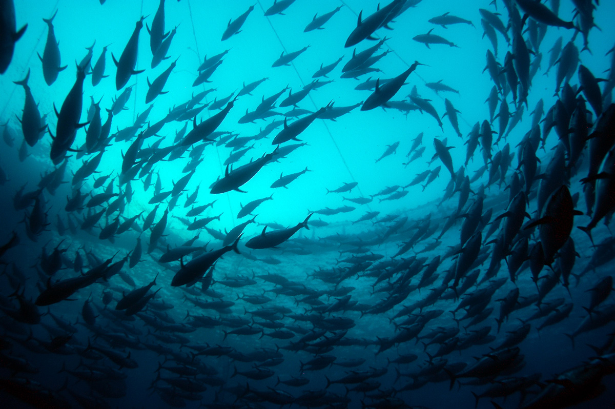 Kékúszójú tonhal úszkál egy szállító ketrecben. A Rainbow Warrior három hónapos hajóútja során a Földközi-tengeren tartózkodik, ahol fellép a tengereket fenyegető veszélyekkel szemben, és nagyszabású tengeri rezervátumok hálózatának létrehozására szólít fel a Földközi-tenger egészségének és termelékenységének védelme érdekében.