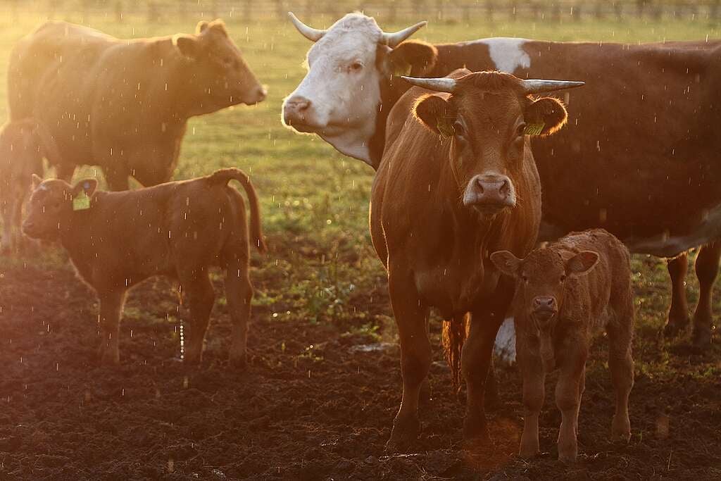 Állattartás a száj- és körömfájás járvány után – így lehetne fenntarthatóbb a magyar élelmezés Állattartás a száj- és körömfájás járvány után – így lehetne fenntarthatóbb a magyar élelmezés