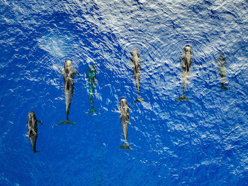 Rövidszárnyú gömbölyűfejű-delfinek a Sargasso-tengere © Tavish Campbell / Greenpeace