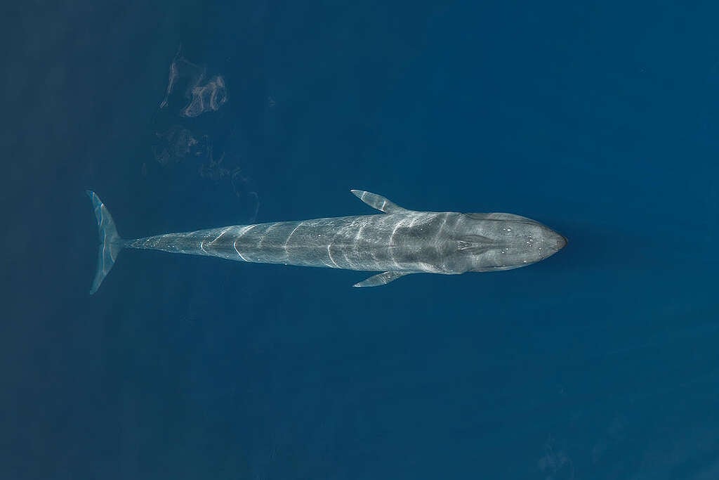 Birdseye view of a Blue Whale underwater in Indian Ocean. © Lewis Burnett / Greenpeace © Lewis Burnett / Greenpeace
