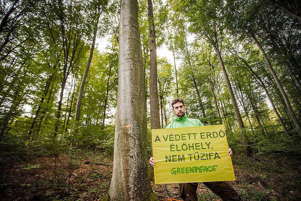 Romlik az erdők helyzete, de a magyarok elsöprő többsége megállítaná a fakitermelést a természetvédelmi területeken
