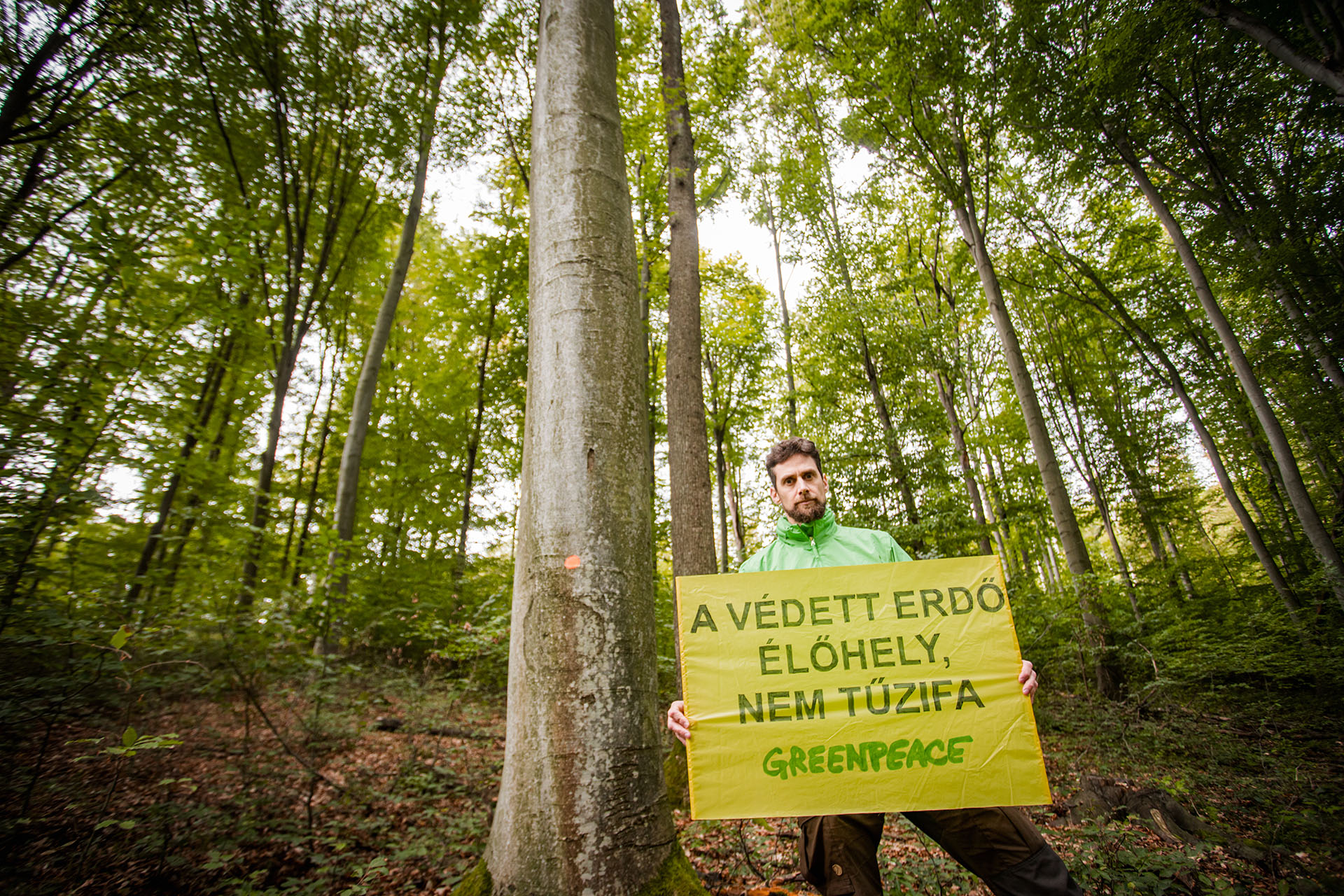 Romlik az erdők helyzete, de a magyarok elsöprő többsége megállítaná a fakitermelést a természetvédelmi területeken 