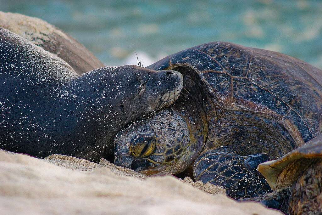 Egy hawaii barátfóka és egy zöld tengeri teknős napozik a Papahānaumokuākea Tengeri Nemzeti Parkban. © Mark Sullivan