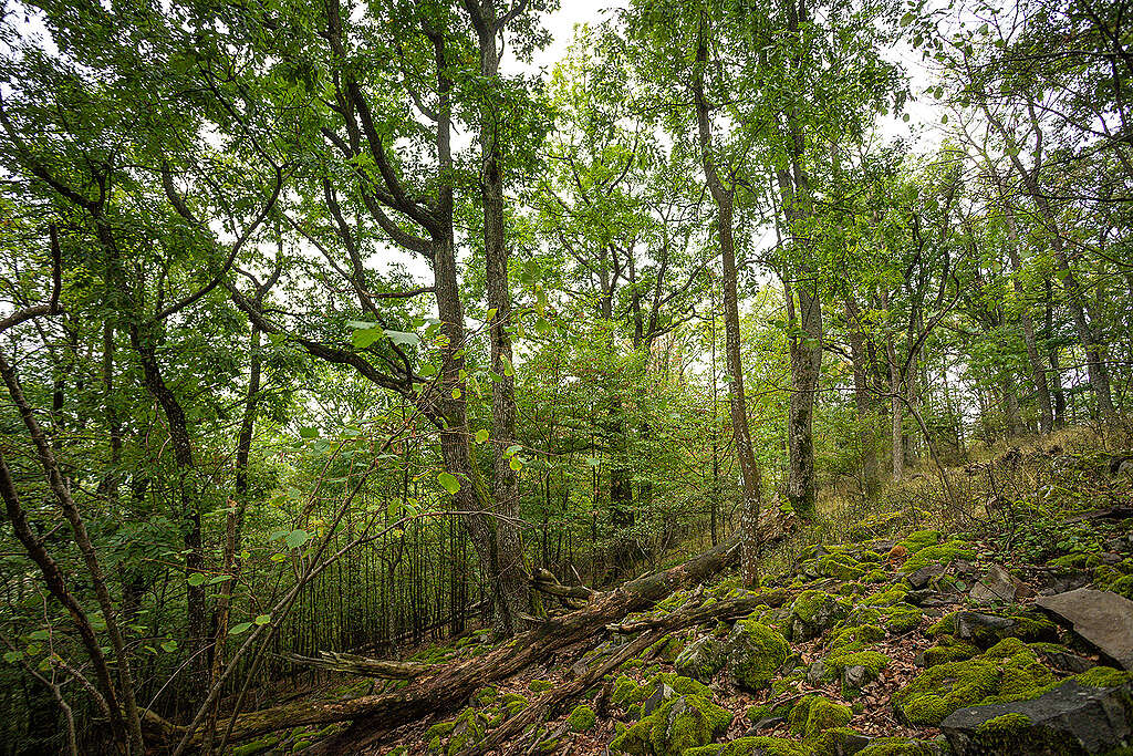 Támogasd munkánkat az erdőkért! Greenpeace