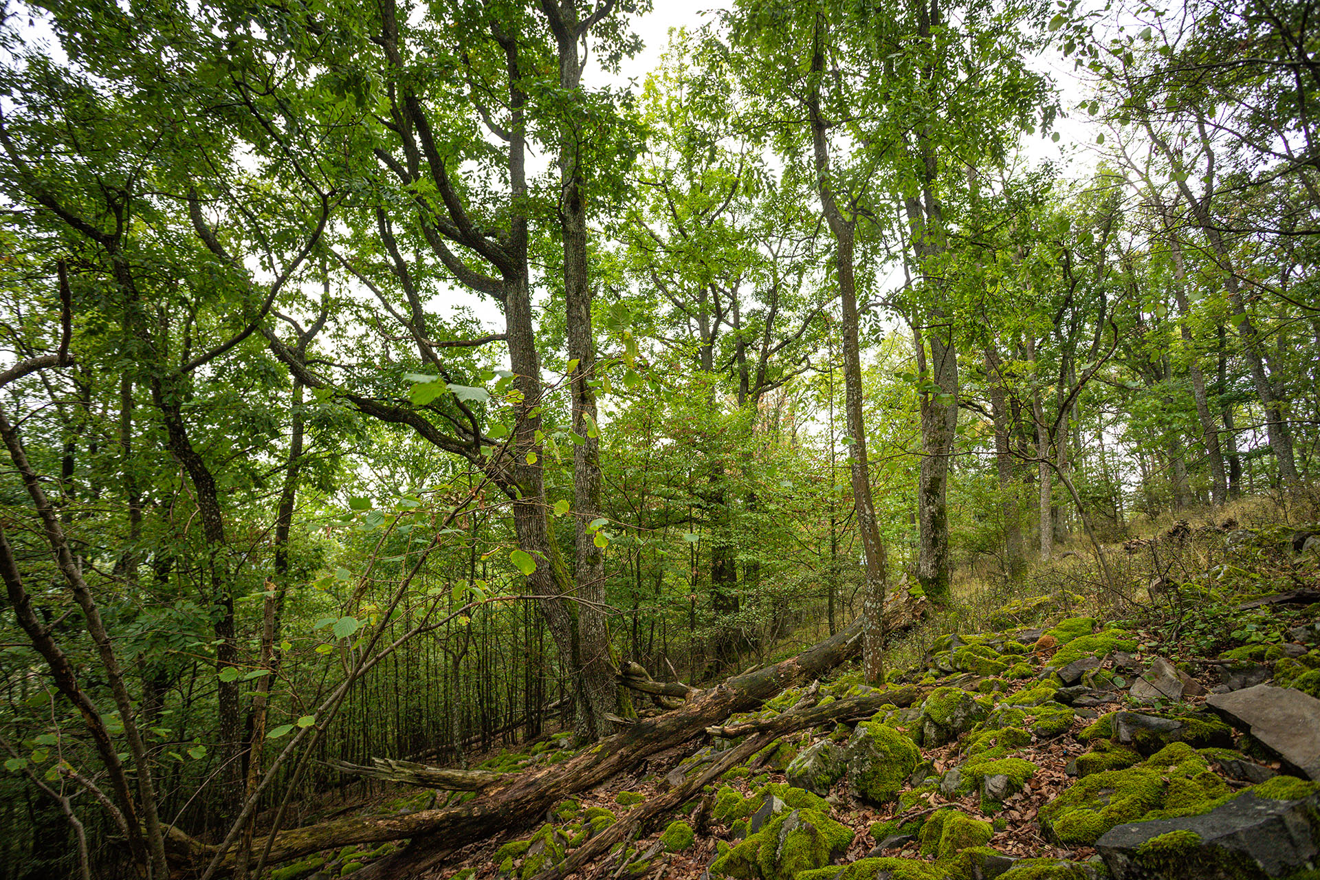 Támogasd munkánkat az erdőkért! Greenpeace