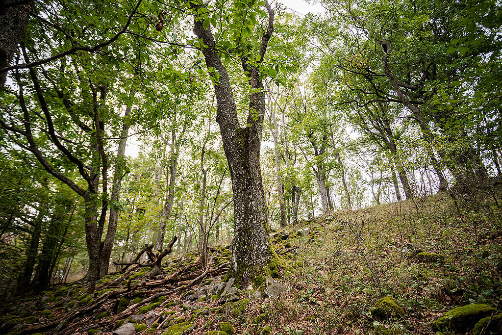 Erdő Magyarországon