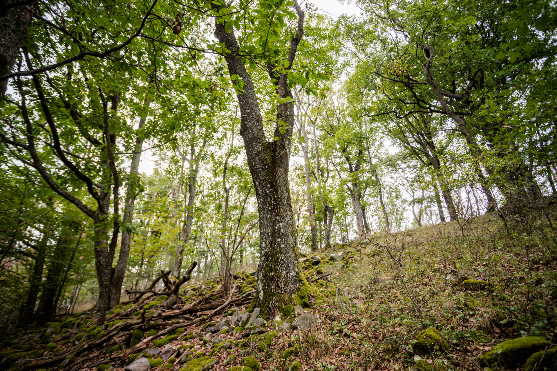 Erdő Magyarországon