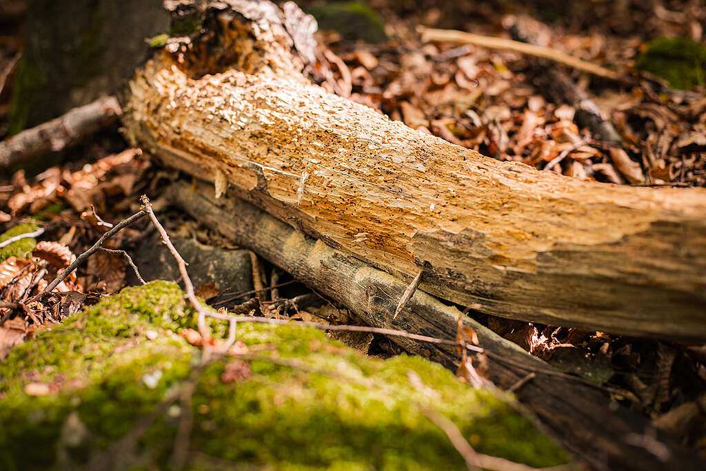 Erdő Magyarországon