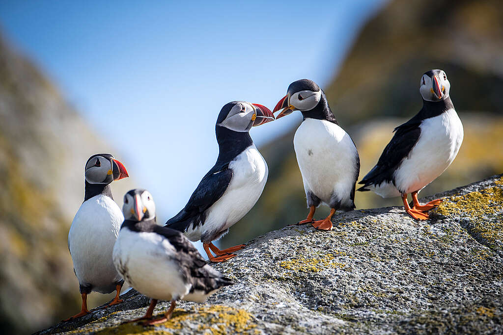 A Shiant-szigetek nagy tengerimadár-populációknak adnak otthont, köztük lundáknak, lummáknak és alkáknak.