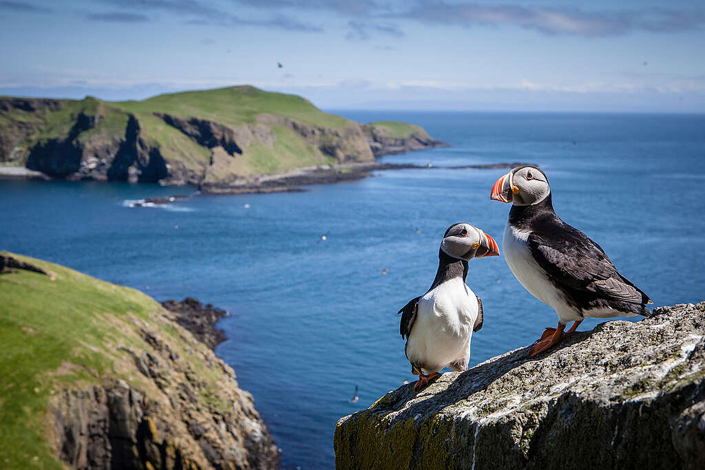 A Shiant-szigetek nagy tengerimadár-populációknak adnak otthont, köztük lundáknak, lummáknak és alkáknak. © Will Rose / Greenpeace
