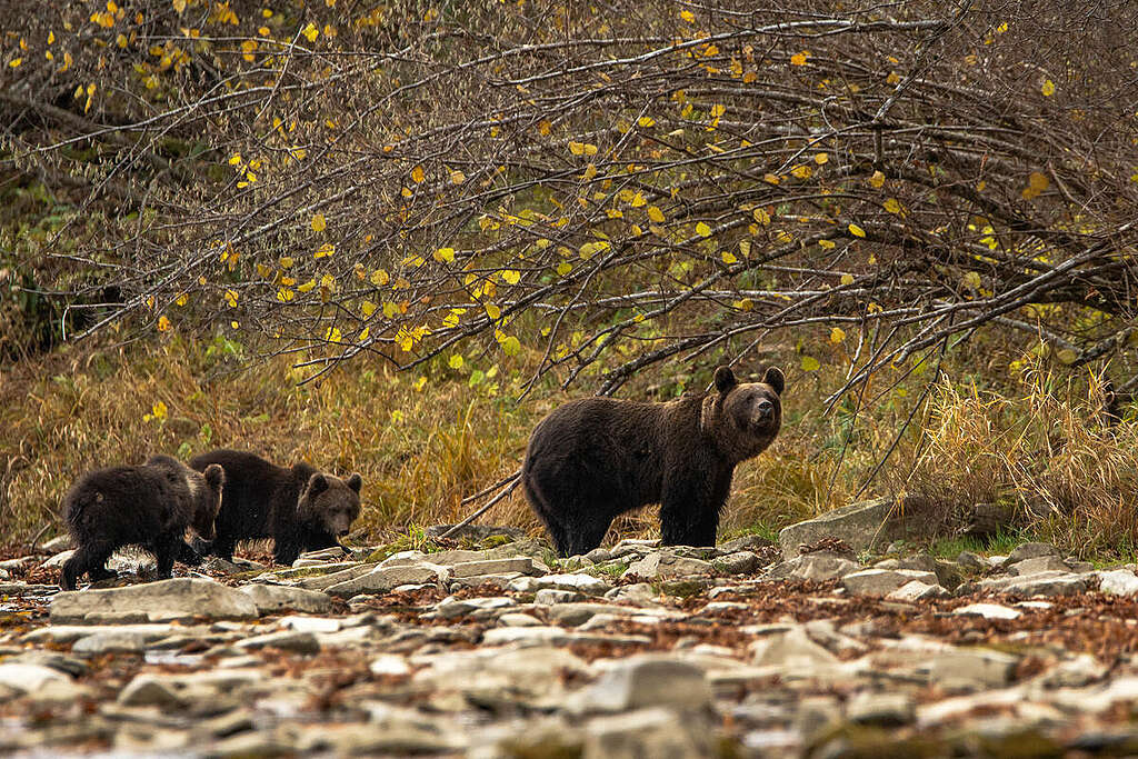 Egy barnamedve-család a Kárpátok erdeiben. © Adrian Czech / Greenpeace Egy barnamedve-család a Kárpátok erdeiben. © Adrian Czech / Greenpeace