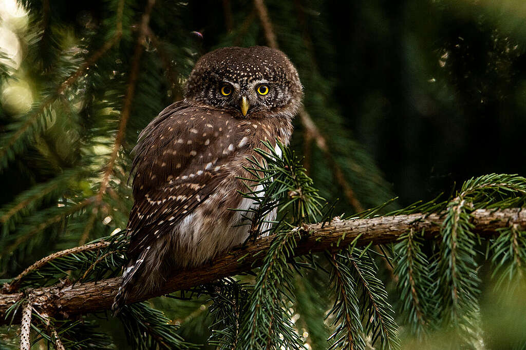 Törpekuvik a Kárpátok erdeiben. © Adrian Czech / Greenpeace Törpekuvik a Kárpátok erdeiben. © Adrian Czech / Greenpeace