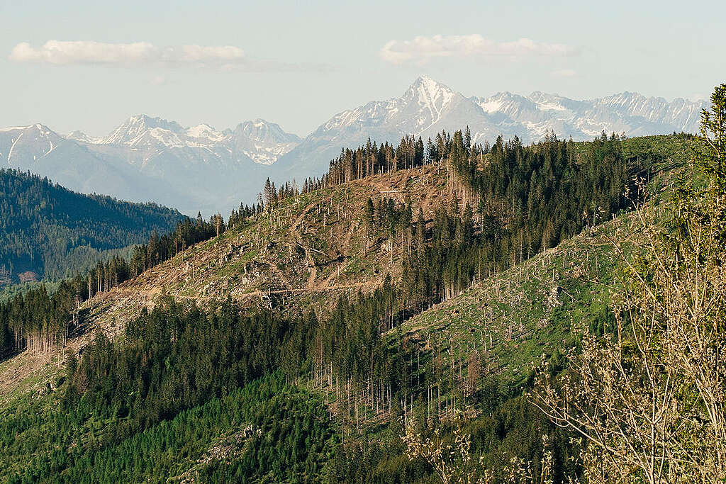 Carpathian Expedition in Slovakia. © Max Zielinski / Greenpeace Carpathian Expedition in Slovakia. © Max Zielinski / Greenpeace