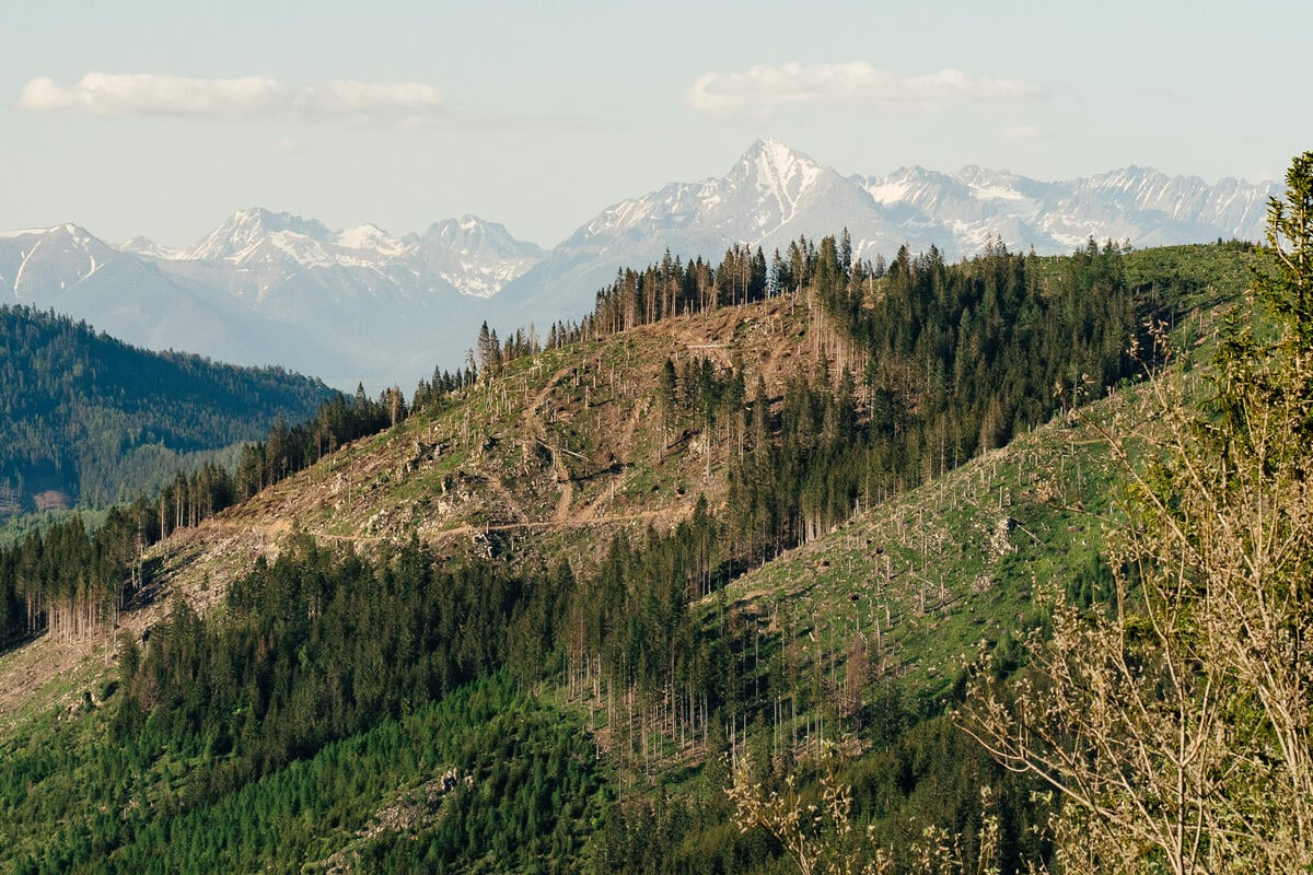 Az IKEA továbbra is pusztítja a Kárpátok ősi erdeit