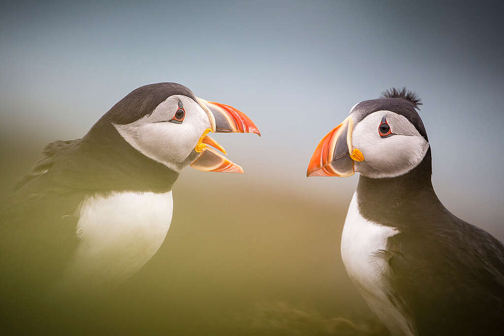 A Shiant-szigetek nagy tengerimadár-populációknak adnak otthont, köztük lundáknak, lummáknak és alkáknak.