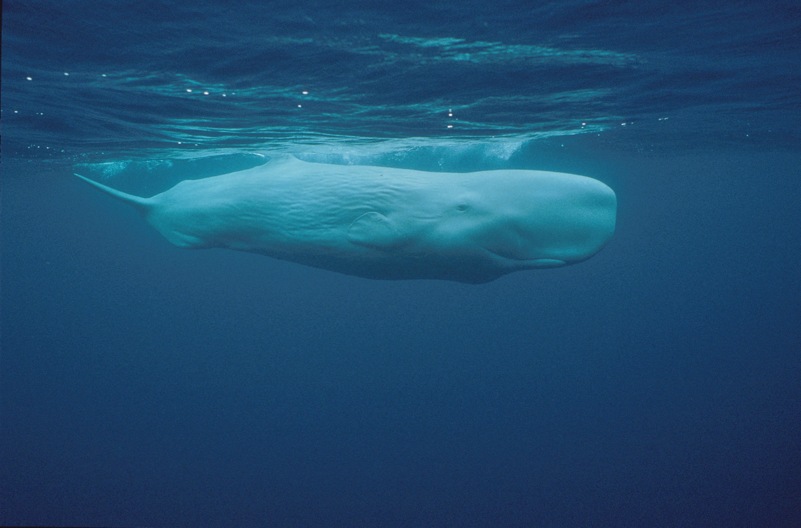 Albínó ámbráscet Portugáliában