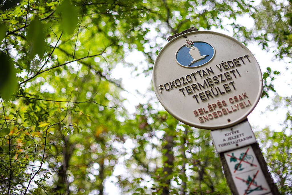 Erdővédelem Magyarországon: üres címke a védettség? Erdővédelem Magyarországon: üres címke a védettség?