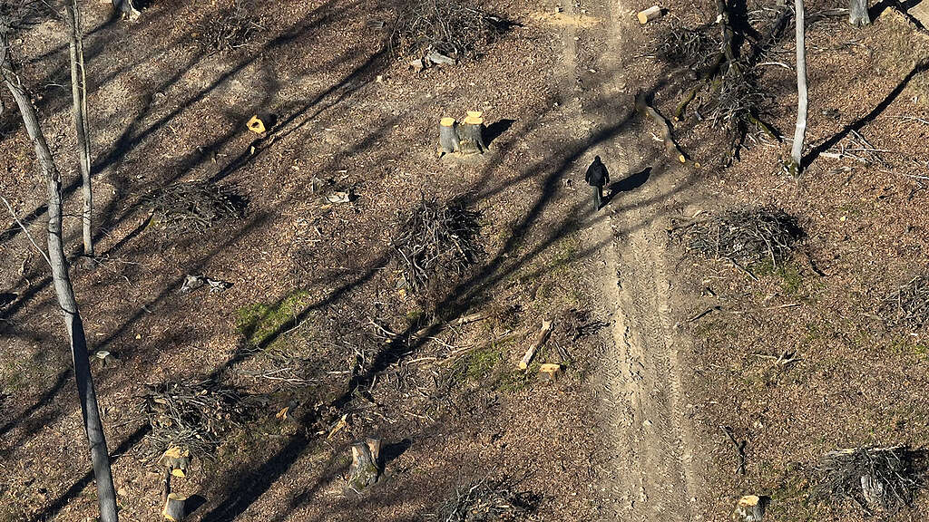 Szemléletváltást az erdőkezelésben: ne égessük tovább erőművekben védett erdeinket!