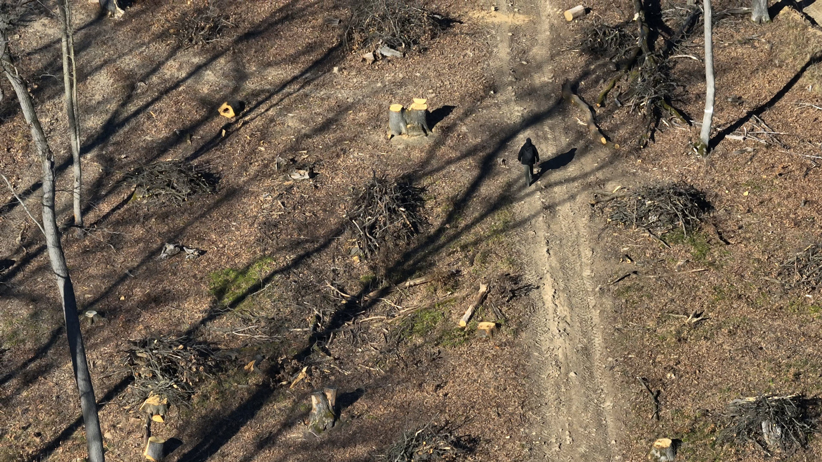 Szemléletváltást az erdőkezelésben: ne égessük tovább erőművekben védett erdeinket!