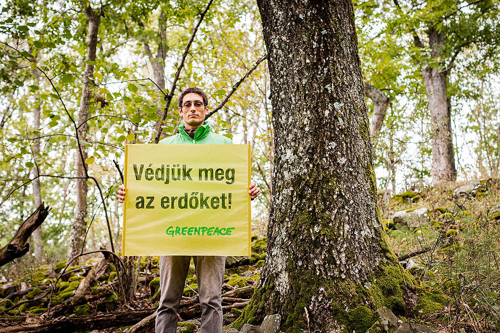 A Greenpeace nyílt levele az Agrárminisztériumnak a védett erdőkben zajló gazdasági célú fakitermelésről
