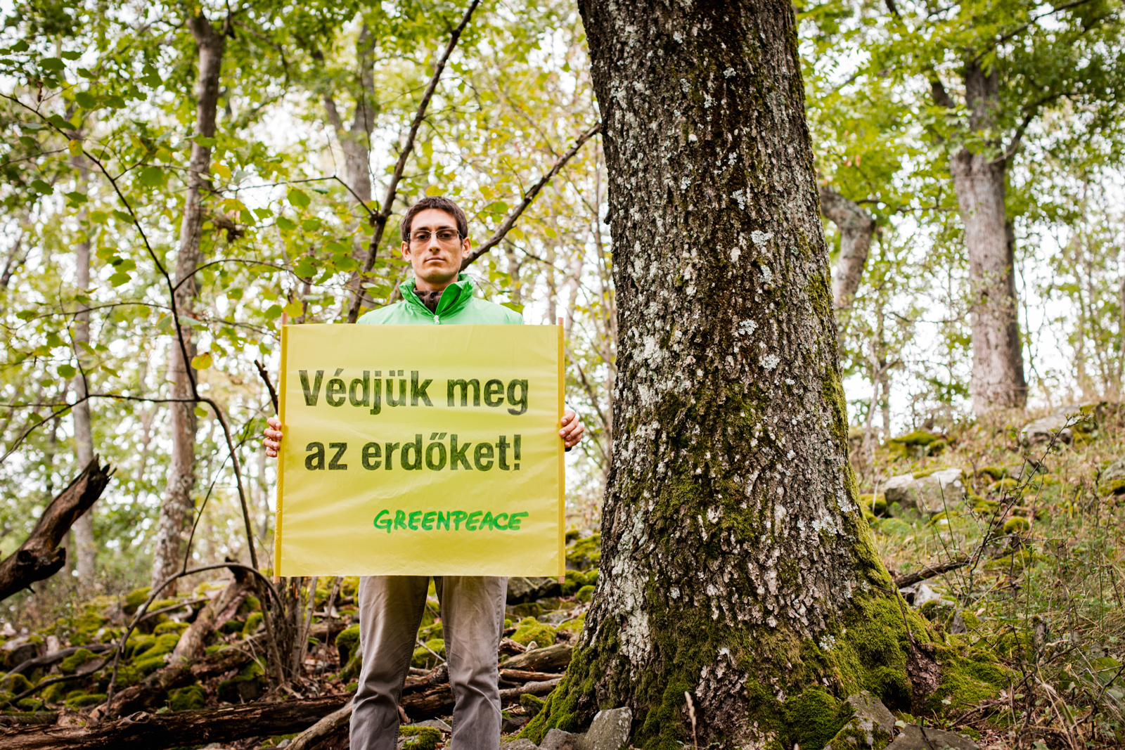 A Greenpeace nyílt levele az Agrárminisztériumnak a védett erdőkben zajló gazdasági célú fakitermelésről